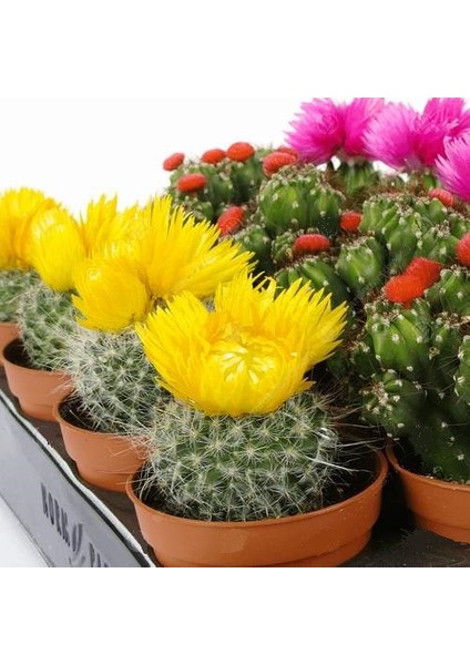 50'li Mix Barrel Cactus Tohumu + 10'lu Kırmızı Gül Çiçek Tohumu