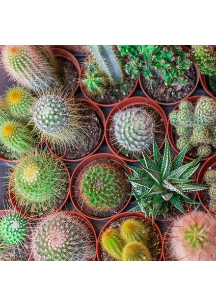 100'lü Mix Barrel Cactus Tohumu + 10'lu Kırmızı Gül Çiçek Tohumu