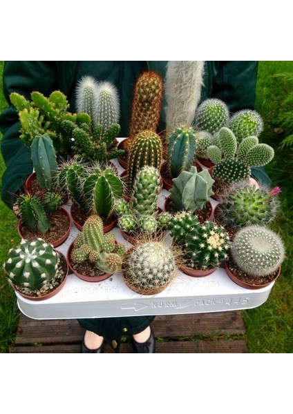 50'li Karışık Succulent Kaktüs Tohumu + 10'lu Kırmızı Gül Çiçek Tohumu