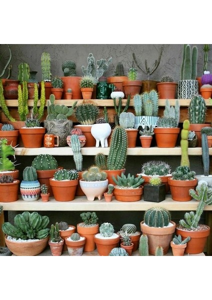 50'li Karışık Succulent Kaktüs Tohumu + 10'lu Kırmızı Gül Çiçek Tohumu