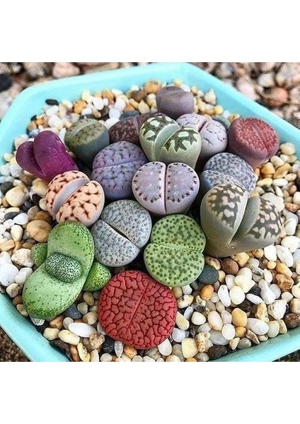 25'li Karışık Succulent Kaktüs Tohumu + 10'lu Kırmızı Gül Çiçek Tohumu