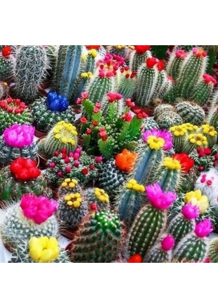 50'li Karışık Succulent Kaktüs Tohumu + 10'lu Kırmızı Gül Çiçek Tohumu