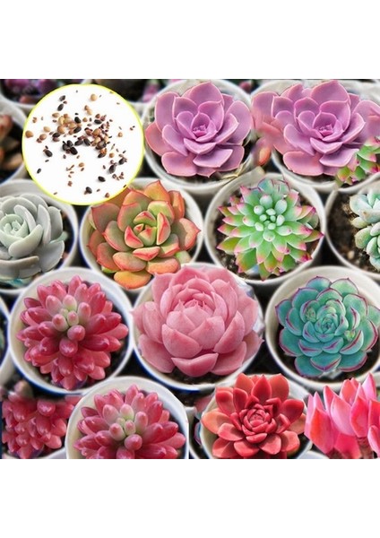 50'li Karışık Succulent Kaktüs Tohumu + 10'lu Kırmızı Gül Çiçek Tohumu