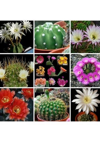 25'li Karışık Succulent Kaktüs Tohumu + 10'lu Kırmızı Gül Çiçek Tohumu
