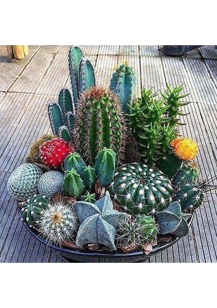 100'lü Karışık Succulent Kaktüs Tohumu + 10'lu Kırmızı Gül Çiçek Tohumu