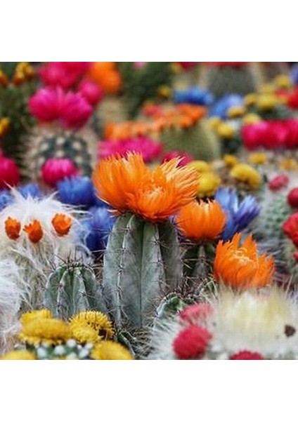 100'lü Karışık Succulent Kaktüs Tohumu + 10'lu Kırmızı Gül Çiçek Tohumu