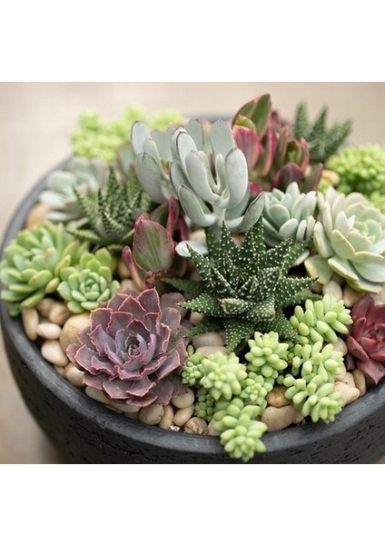 25'li Mix Barrel Cactus Tohumu + 10'lu Kırmızı Gül Çiçek Tohumu