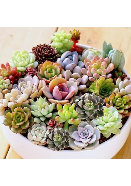 10'lu Karışık Succulent Kaktüs Tohumu + 10'lu Kırmızı Gül Çiçek Tohumu