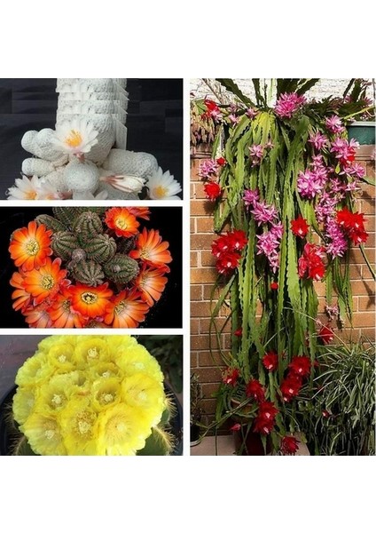 50'li Mix Barrel Cactus Tohumu + 10'lu Kırmızı Gül Çiçek Tohumu