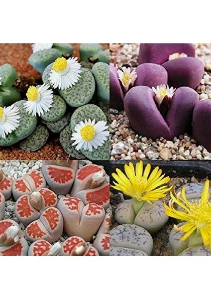 100'lü Karışık Succulent Kaktüs Tohumu + 10'lu Kırmızı Gül Çiçek Tohumu