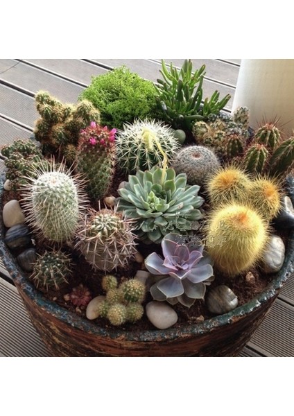 10'lu Mix Barrel Cactus Tohumu + 10'lu Kırmızı Gül Çiçek Tohumu