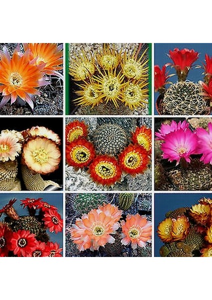 100'lü Mix Barrel Cactus Tohumu + 10'lu Kırmızı Gül Çiçek Tohumu