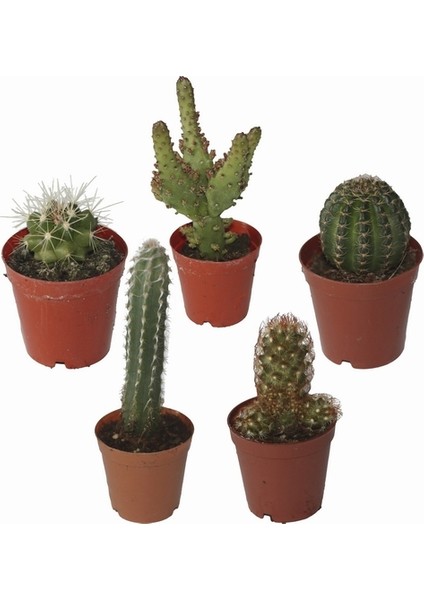 100'lü Mix Barrel Cactus Tohumu + 10'lu Kırmızı Gül Çiçek Tohumu