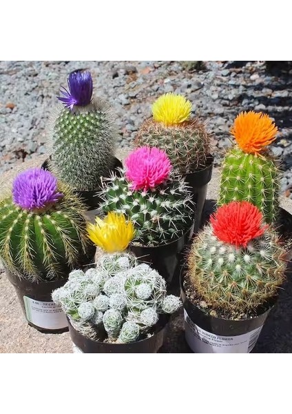 100'lü Mix Barrel Cactus Tohumu + 10'lu Kırmızı Gül Çiçek Tohumu