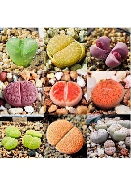 10'lu Karışık Succulent Kaktüs Tohumu + 10'lu Hollanda Gülü Çiçek Tohumu