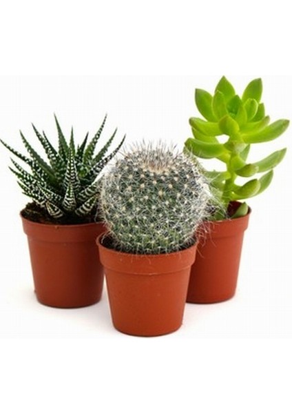 25'li Mix Barrel Cactus Tohumu + 10'lu Hollanda Gülü Çiçek Tohumu