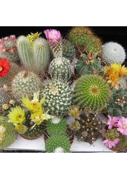 25'li Mix Barrel Cactus Tohumu + 10'lu Hollanda Gülü Çiçek Tohumu