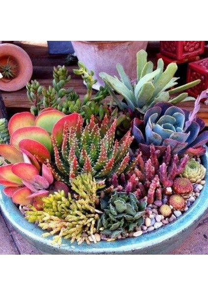 10'lu Karışık Succulent Kaktüs Tohumu + 10'lu Hollanda Gülü Çiçek Tohumu