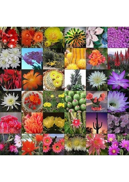 10'lu Karışık Succulent Kaktüs Tohumu + 10'lu Hollanda Gülü Çiçek Tohumu