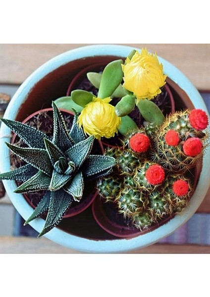 10'lu Mix Barrel Cactus Tohumu + 10'lu Hollanda Gülü Çiçek Tohumu