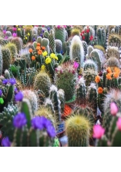 10'lu Mix Barrel Cactus Tohumu + 10'lu Hollanda Gülü Çiçek Tohumu
