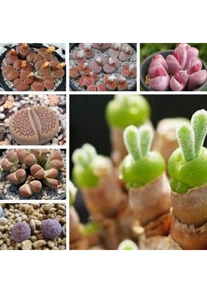 100'lü Mix Barrel Cactus Tohumu + 10'lu Hollanda Gülü Çiçek Tohumu
