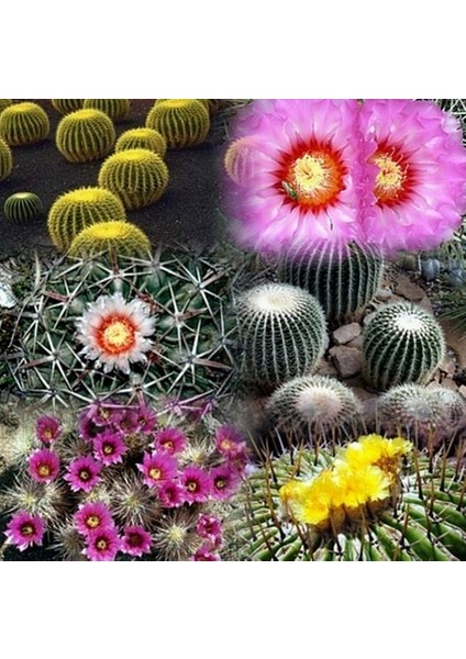 10'lu Mix Barrel Cactus Tohumu + 10'lu Hollanda Gülü Çiçek Tohumu