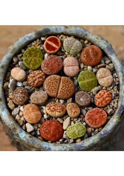 25'li Mix Barrel Cactus Tohumu + 10'lu Hollanda Gülü Çiçek Tohumu