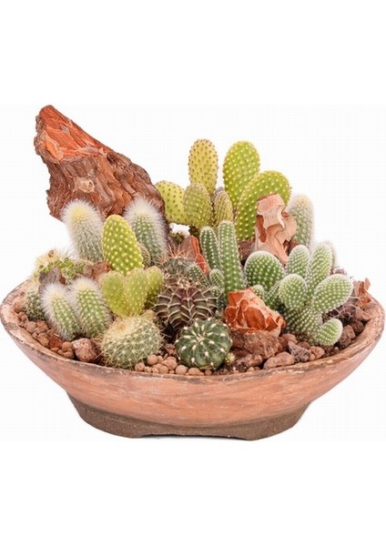 10'lu Karışık Succulent Kaktüs Tohumu + 10'lu Hollanda Gülü Çiçek Tohumu