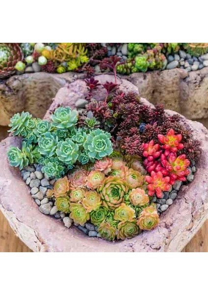 25'li Karışık Succulent Kaktüs Tohumu + 10'lu Kırmızı Papatya Çiçek Tohumu