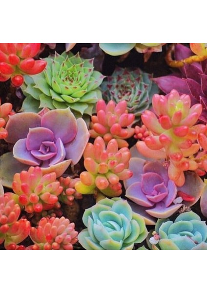 25'li Karışık Succulent Kaktüs Tohumu + 10'lu Hollanda Gülü Çiçek Tohumu
