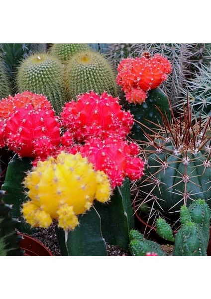 25'li Mix Barrel Cactus Tohumu + 10'lu Hollanda Gülü Çiçek Tohumu