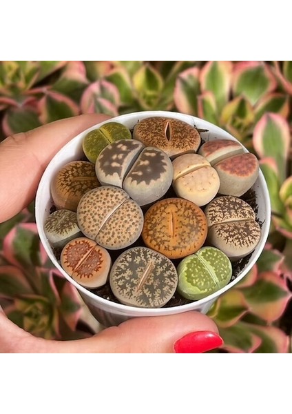 25'li Mix Barrel Cactus Tohumu + 10'lu Hollanda Gülü Çiçek Tohumu