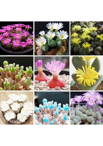 100'lü Mix Barrel Cactus Tohumu + 10'lu Kırmızı Papatya Çiçek Tohumu