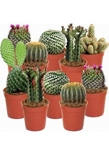 25'li Mix Barrel Cactus Tohumu + 10'lu Hollanda Gülü Çiçek Tohumu