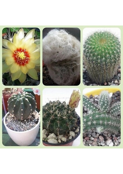 50'li Mix Barrel Cactus Tohumu + 10'lu Hollanda Gülü Çiçek Tohumu