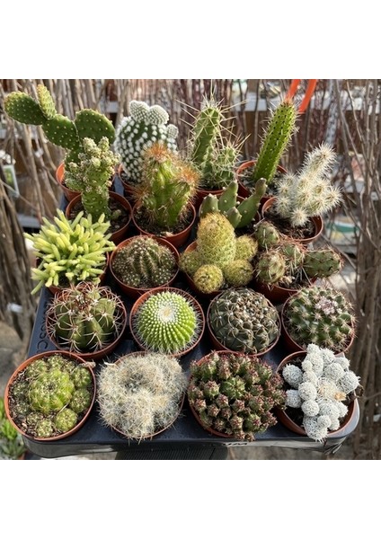 10'lu Karışık Succulent Kaktüs Tohumu + 10'lu Kırmızı Gül Çiçek Tohumu