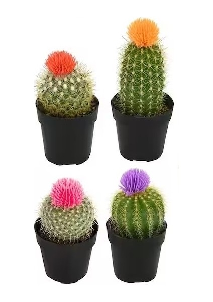 100'lü Mix Barrel Cactus Tohumu + 10'lu Kırmızı Gül Çiçek Tohumu