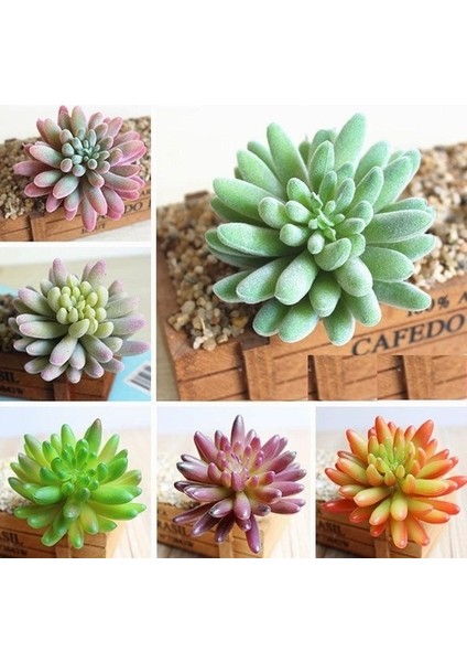 100'lü Mix Barrel Cactus Tohumu + 10'lu Hollanda Gülü Çiçek Tohumu