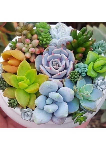 50'li Mix Barrel Cactus Tohumu + 10'lu Hollanda Gülü Çiçek Tohumu