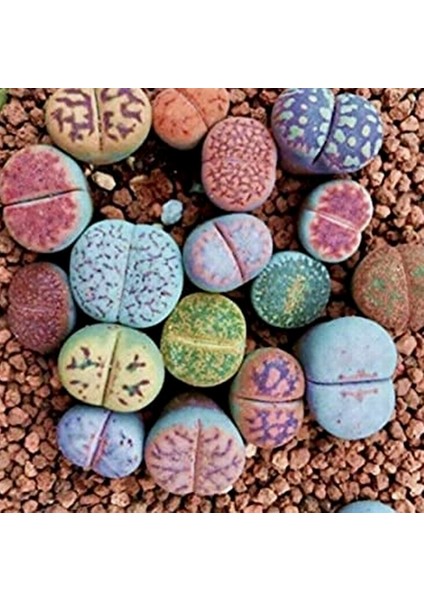 50'li Mix Barrel Cactus Tohumu + 10'lu Kırmızı Papatya Çiçek Tohumu