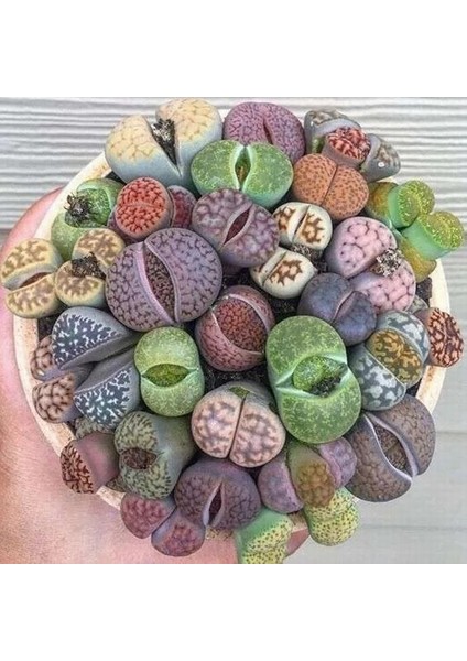 10'lu Karışık Succulent Kaktüs Tohumu + 10'lu Kırmızı Papatya Çiçek Tohumu