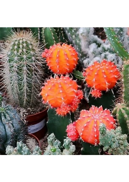 25'li Karışık Succulent Kaktüs Tohumu + 10'lu Kırmızı Orkide Çiçek Tohumu