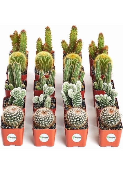 25'li Karışık Succulent Kaktüs Tohumu + 10'lu Kırmızı Orkide Çiçek Tohumu