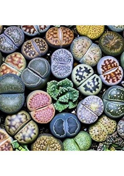 100'lü Karışık Succulent Kaktüs Tohumu + 10'lu Kırmızı Orkide Çiçek Tohumu
