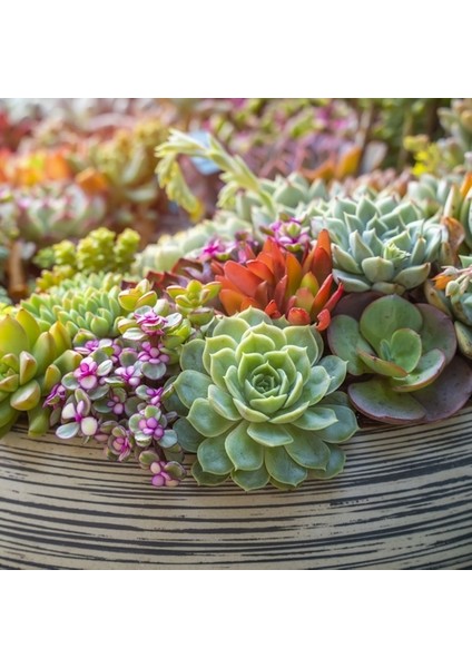 10'lu Karışık Succulent Kaktüs Tohumu + 10'lu Hollanda Gülü Çiçek Tohumu
