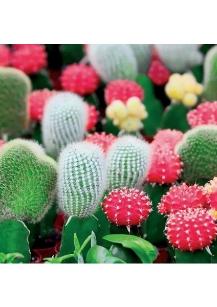 50'li Mix Barrel Cactus Tohumu + 10'lu Kırmızı Orkide Çiçek Tohumu