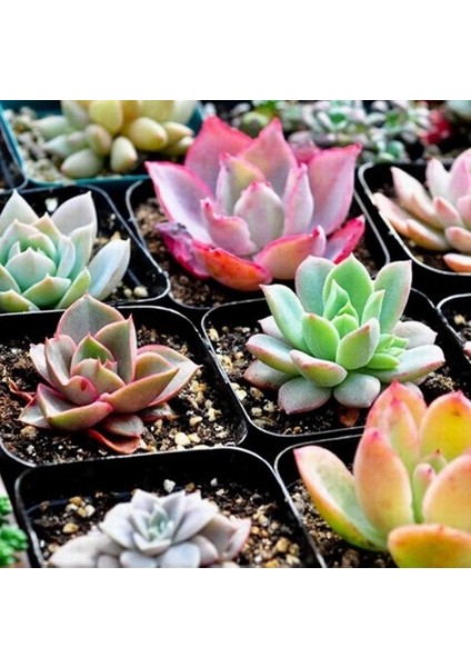 100'lü Karışık Succulent Kaktüs Tohumu + 10'lu Hollanda Gülü Çiçek Tohumu