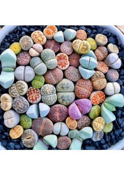 100'lü Mix Barrel Cactus Tohumu + 10'lu Hollanda Gülü Çiçek Tohumu