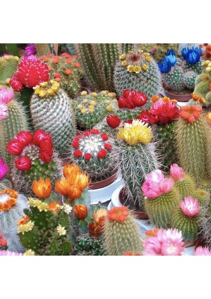 50'li Mix Barrel Cactus Tohumu + 10'lu Hollanda Gülü Çiçek Tohumu